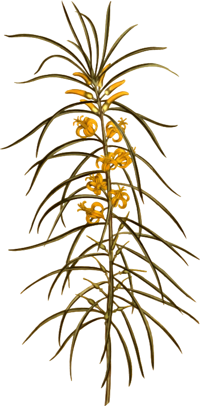 Linear-leaved persoonia