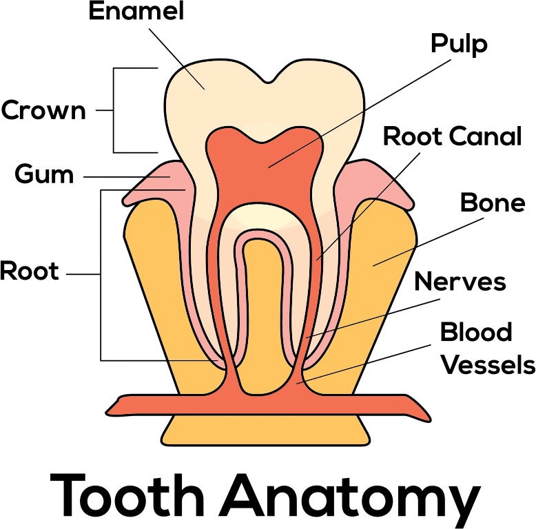 Tooth Anatomy By Paul Brennan