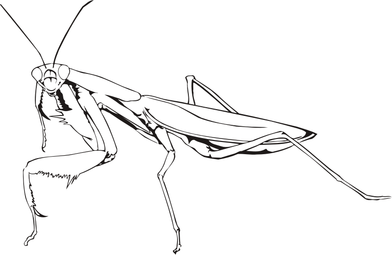Praying mantis (outline)