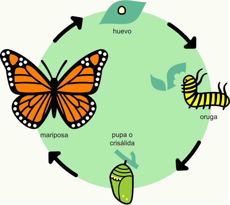 A butterfly's lifecycle
