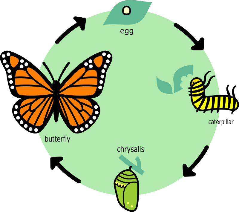 Butterfly's Life Cycle - English