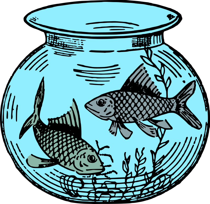 Fish in a Fishtank - Colour Mix