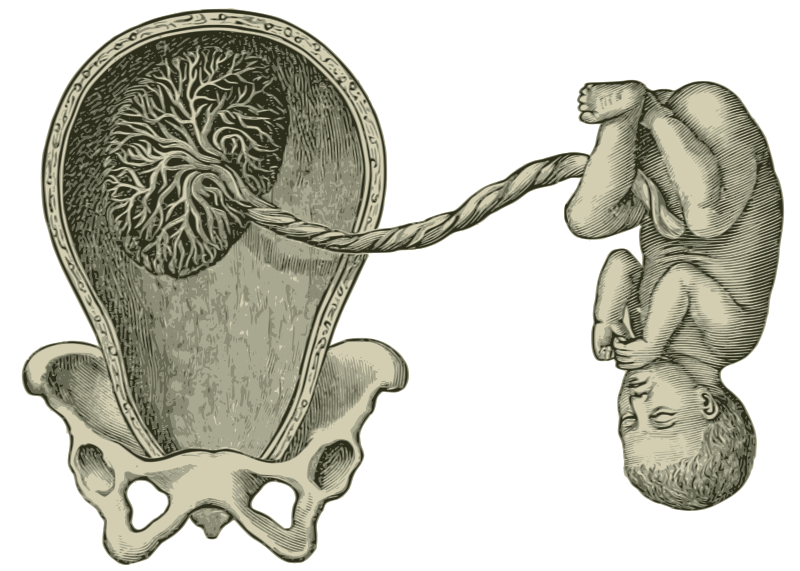Umbilical Cord and Placenta