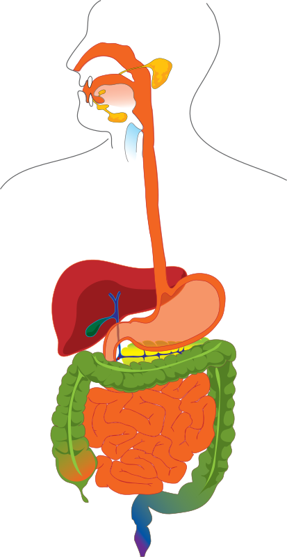 Digestive system without explanation