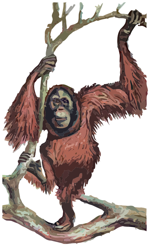 Orangutan - Isolated