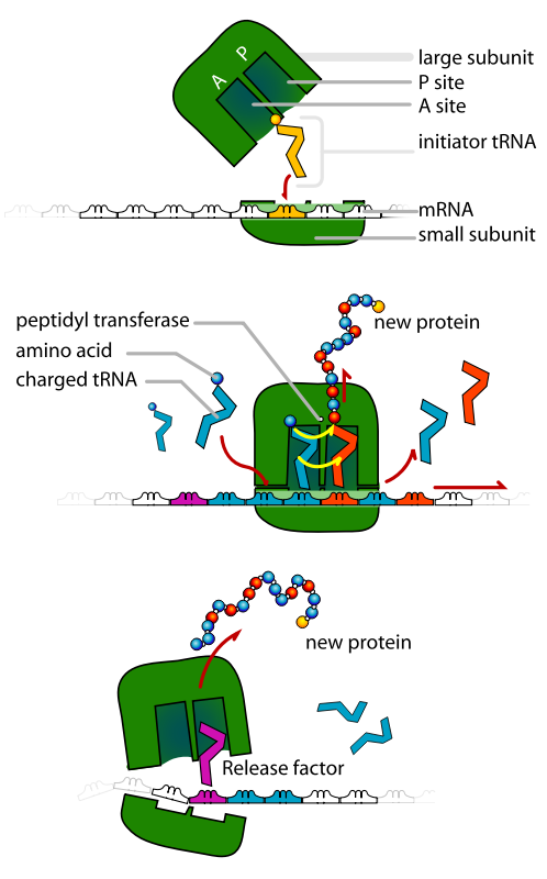 tRNA ribosomes