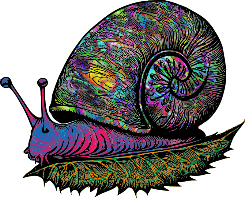 Snail - Colour Remix