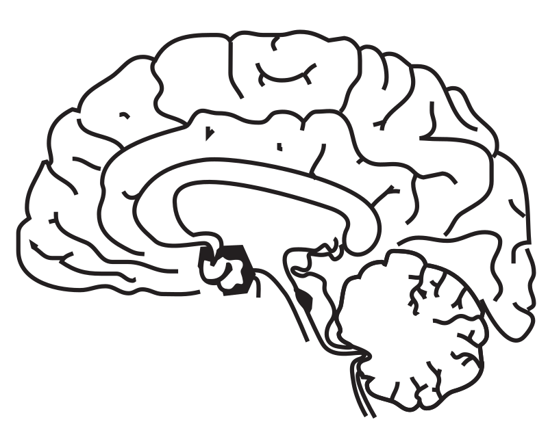 Brain Side Cutaway