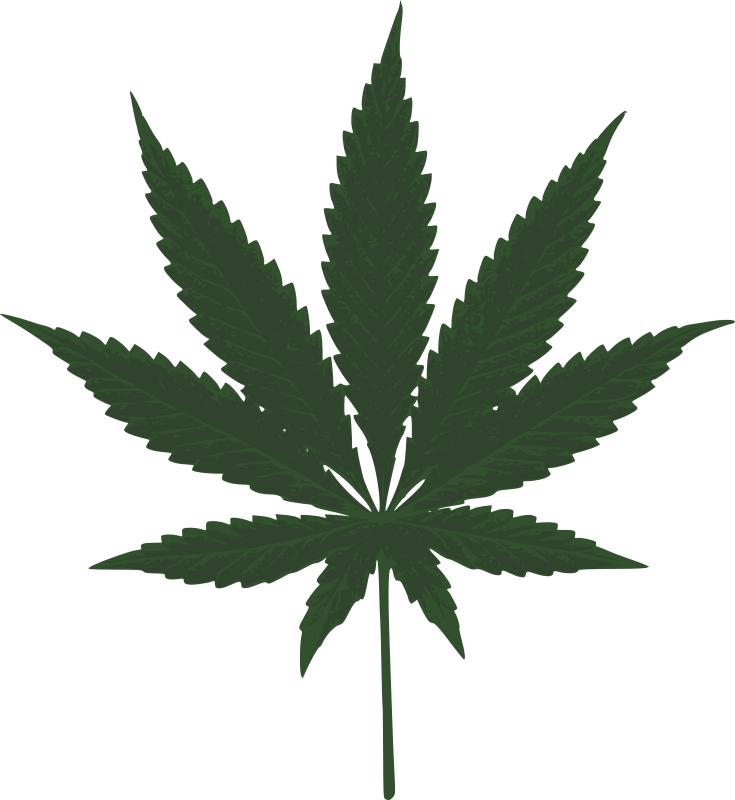 cannabis leafs