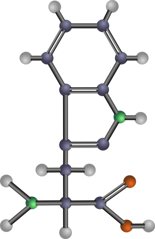 Tryptophan (amino acid)