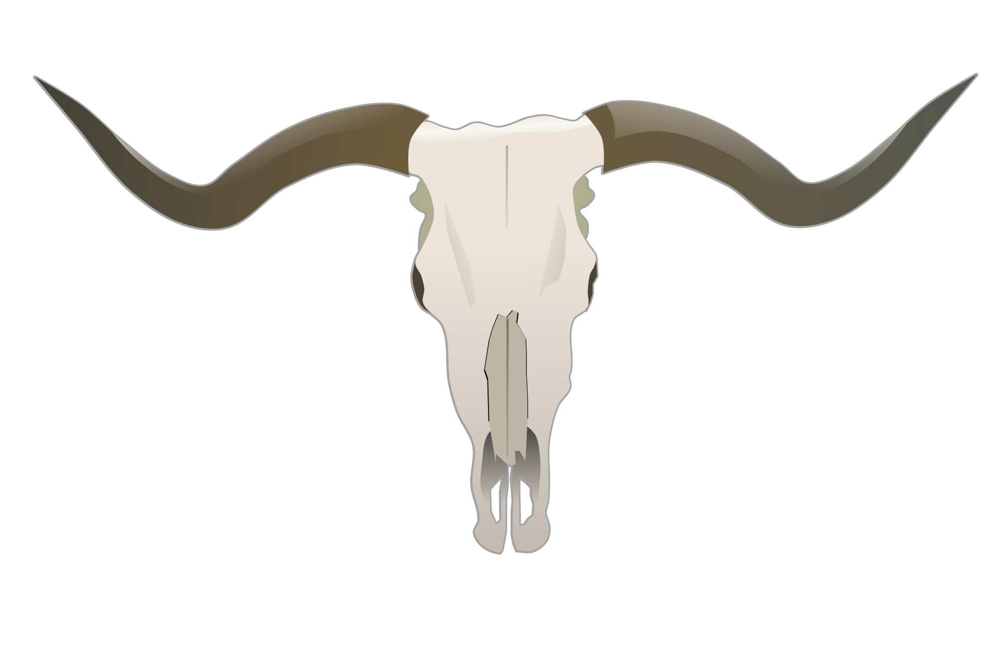 longhorn skull clipart