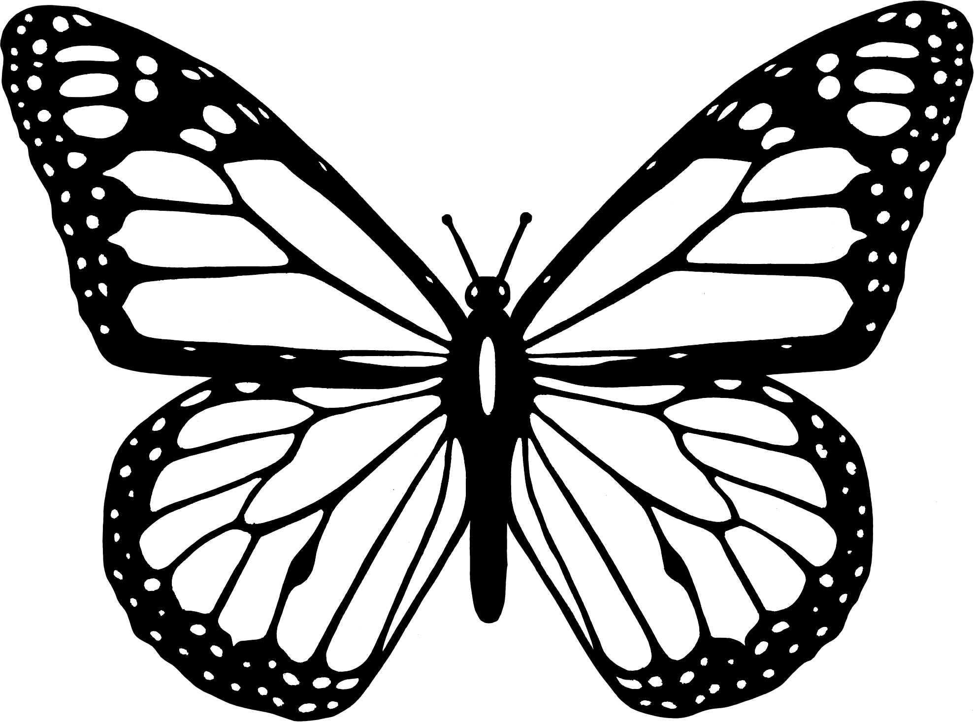 Black & White Butterflies