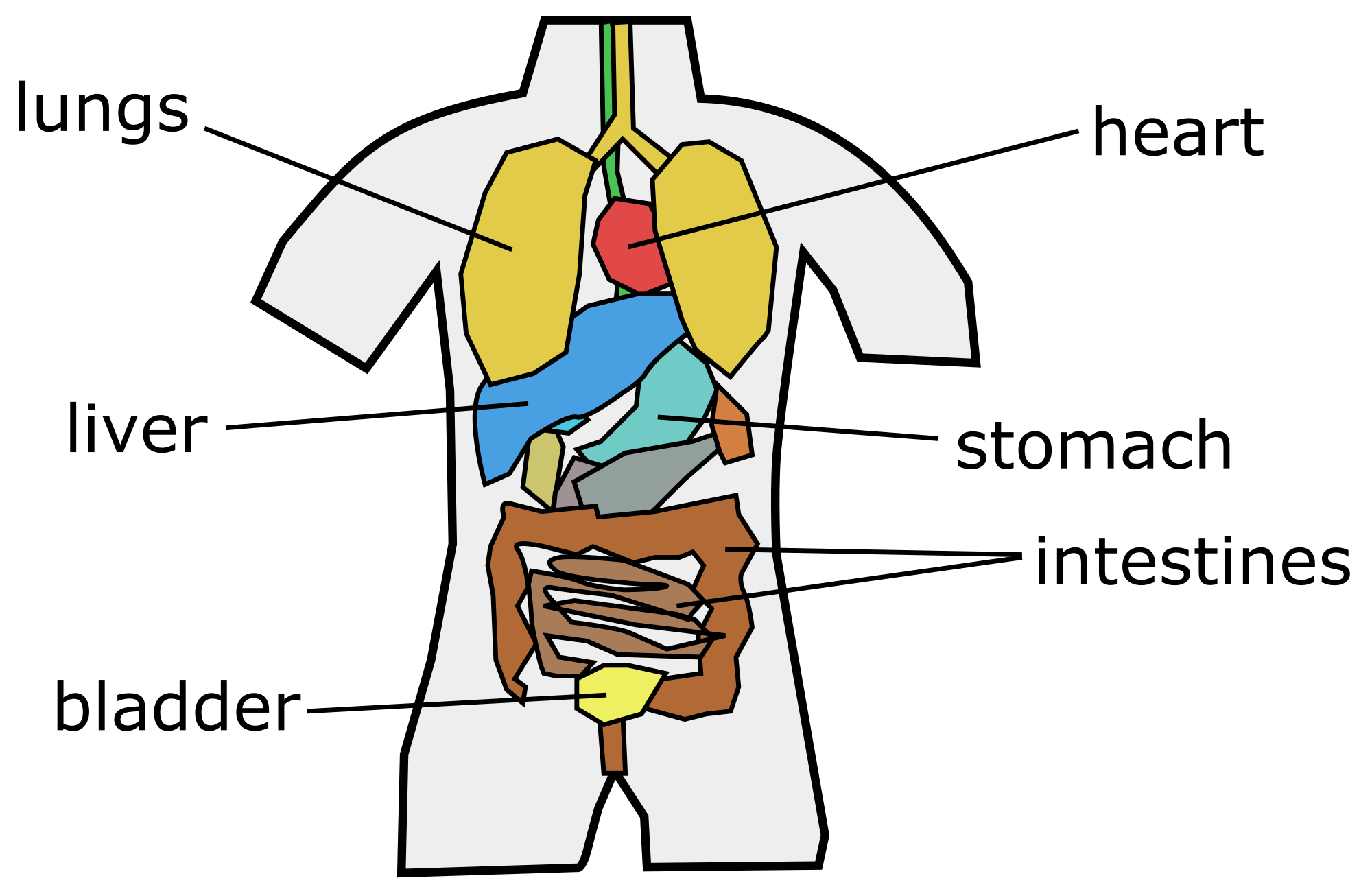 human anatomy organs diagram