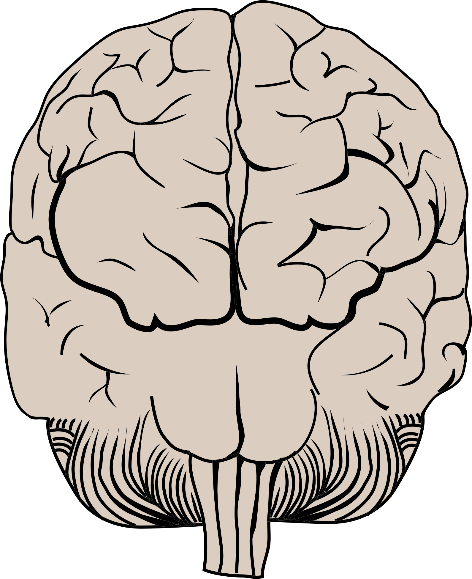 brain posterior view