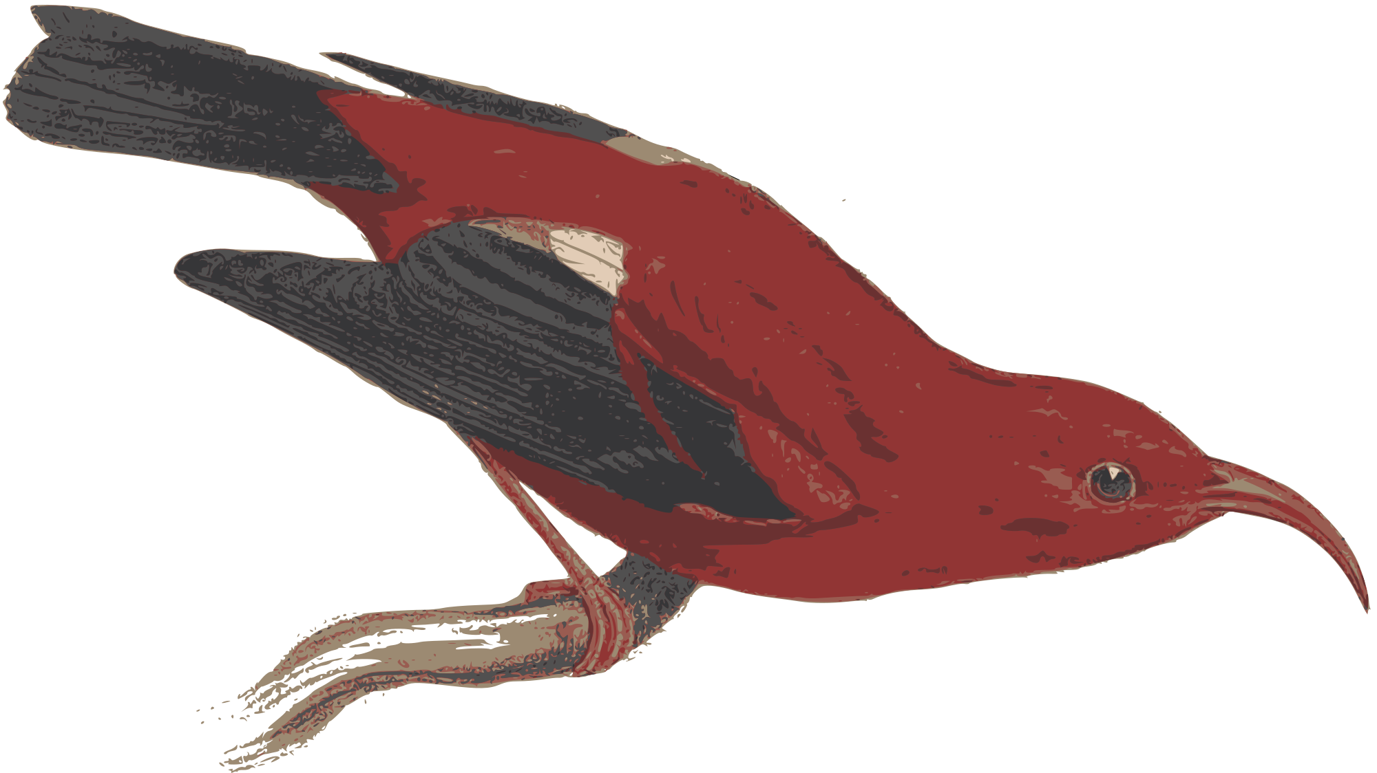 red feathers - Openclipart