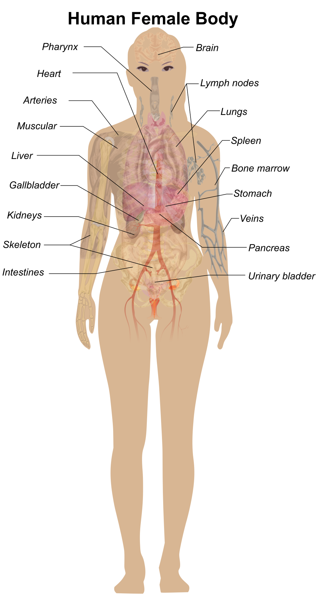 Female Body Diagram - Openclipart