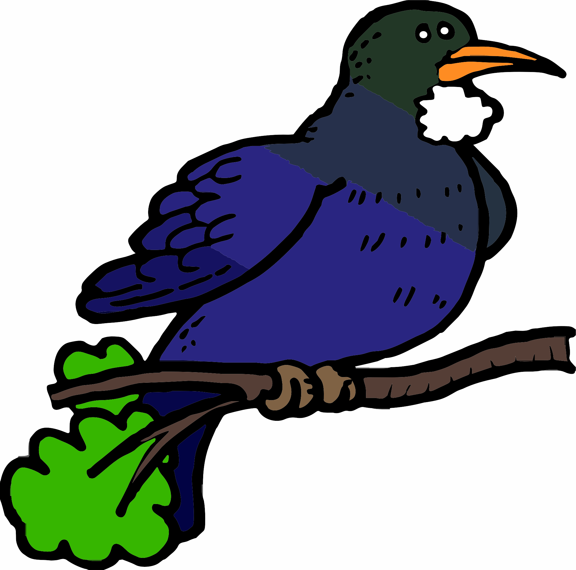 tui bird clipart png