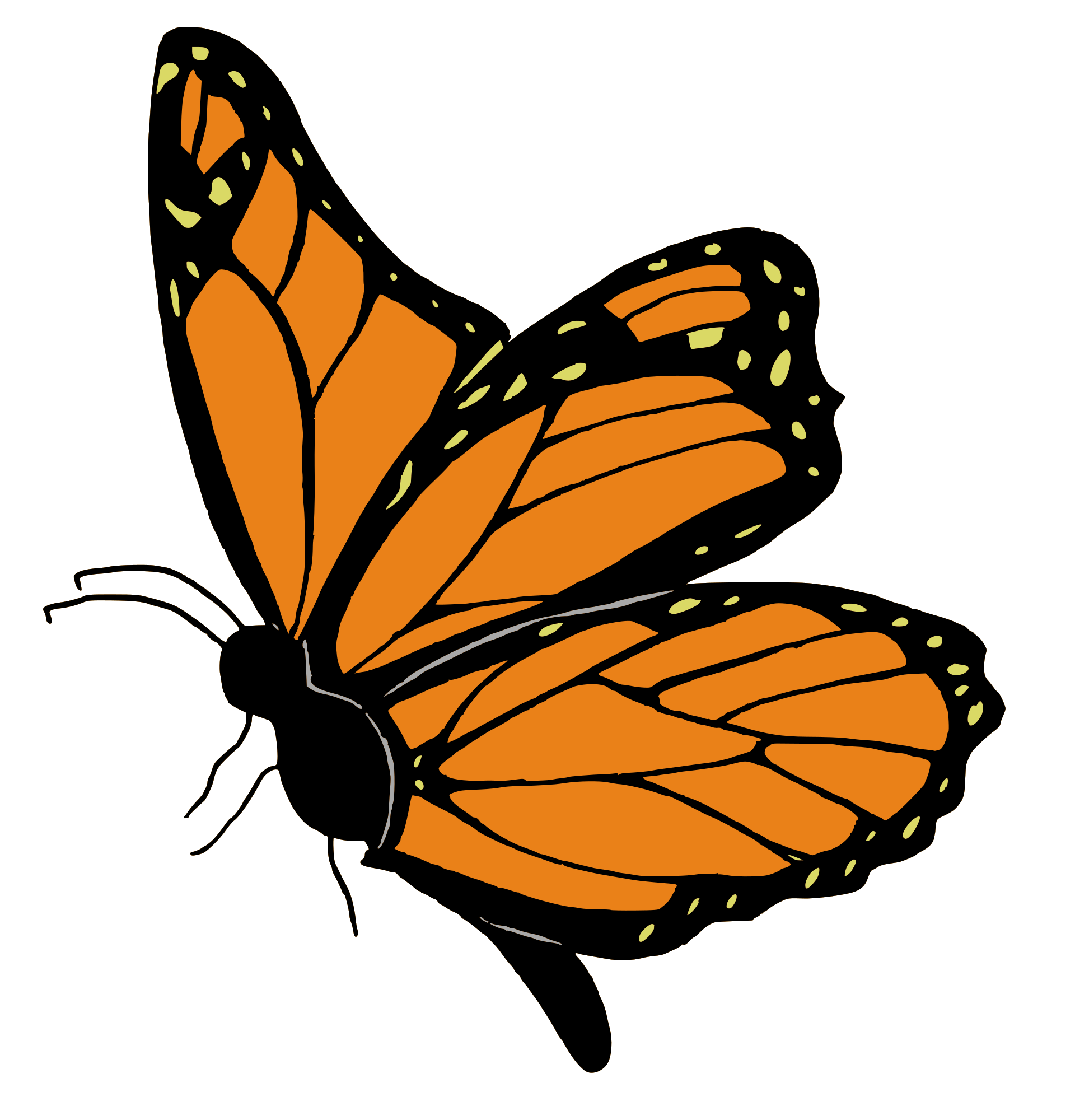 orange butterfly images