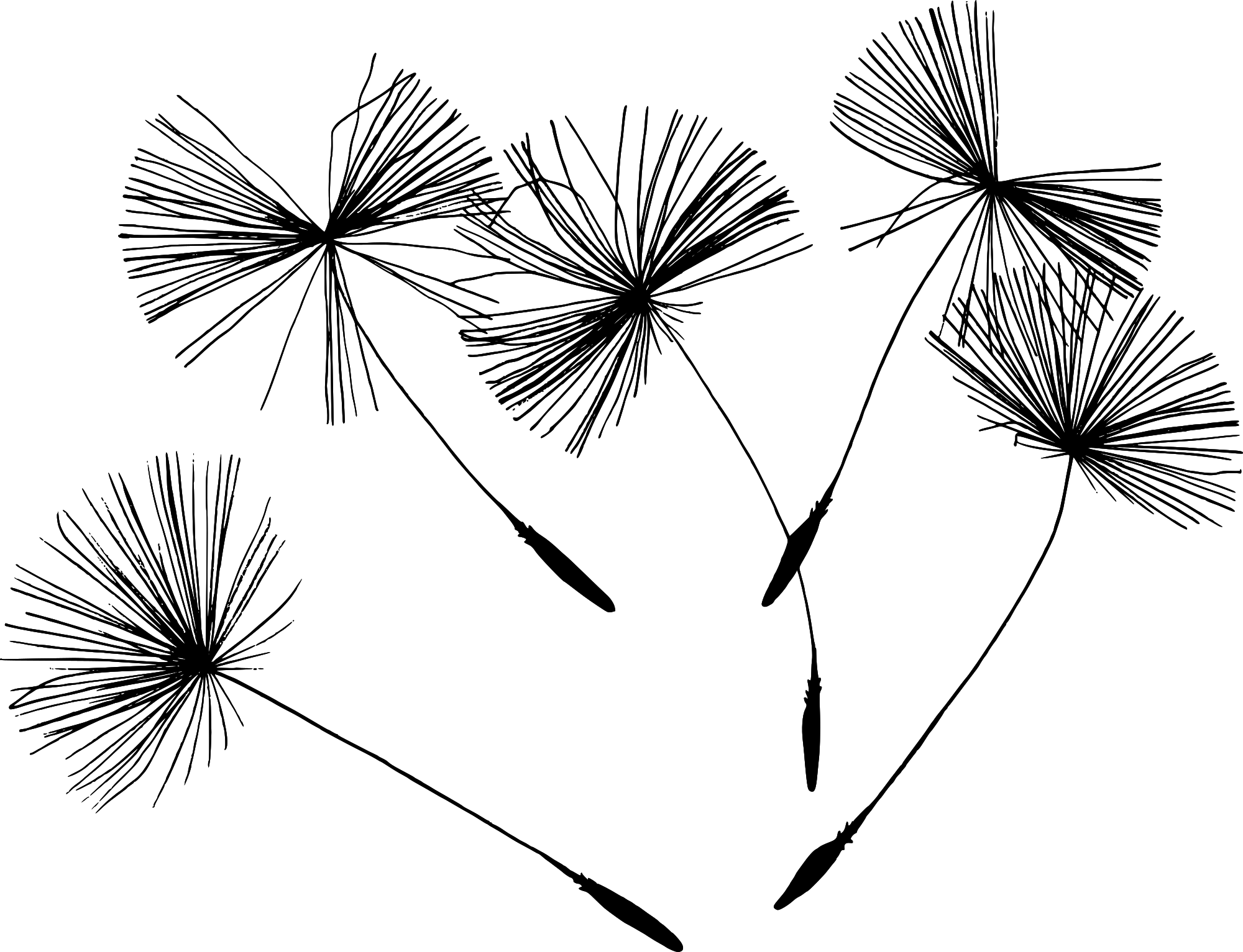 dandelion seed png