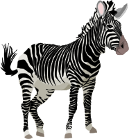 Cebra