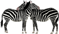 Zebras