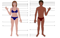 Human body both genders with Numbers
