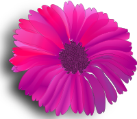 flower pink
