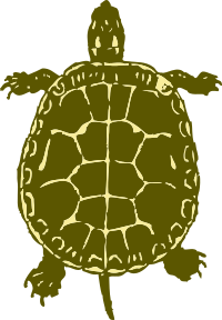 turtle