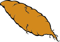 yam