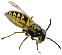 Wasp