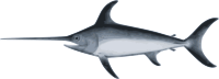 swordfish