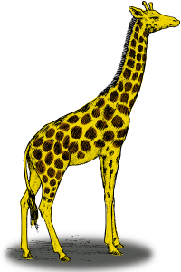Colored giraffe