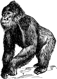 Gorilla