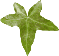 leaf