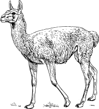 Guanaco