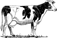 Holstein cow