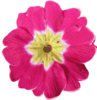 flower-11