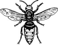 Hornet