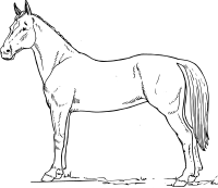 Horse scheme