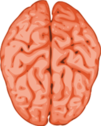 brain
