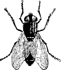 fly