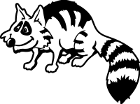 raccoon