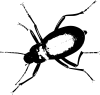 Tenebrionidae