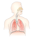respiratory system 2