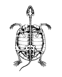 Turtle skeleton
