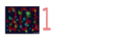 2011 Wallpaper
