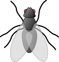 fly 01