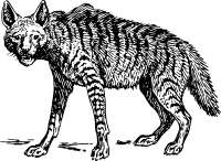 hyena