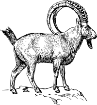 ibex