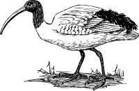 ibis